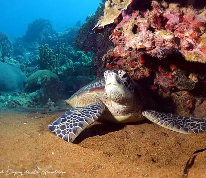 Plongée peu profonde Katipanan à Apo Island